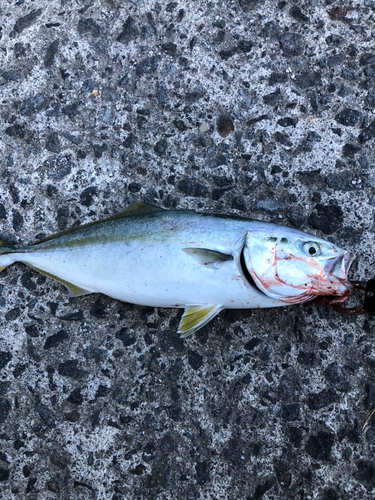 イナダの釣果