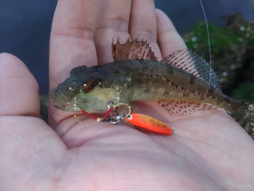 アナハゼの釣果