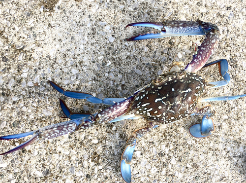 タイワンガザミの釣果