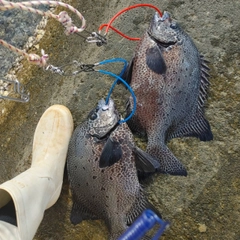 イシガキダイの釣果