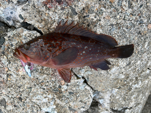 キジハタの釣果