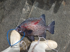 イシガキダイの釣果