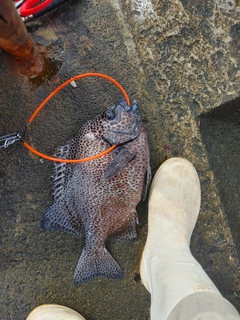 イシガキダイの釣果