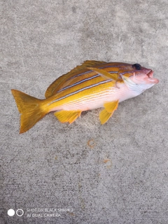 ヨスジフエダイの釣果