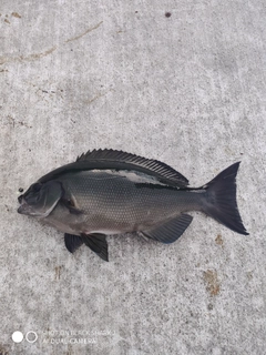 メジナの釣果