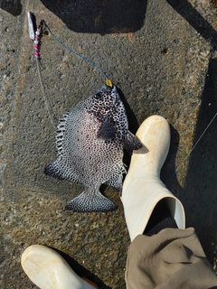 イシガキダイの釣果