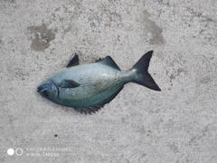 イスズミの釣果