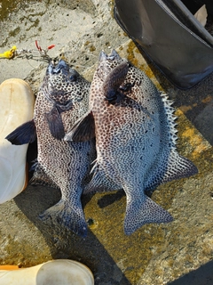 イシガキダイの釣果