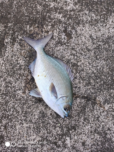 イスズミの釣果