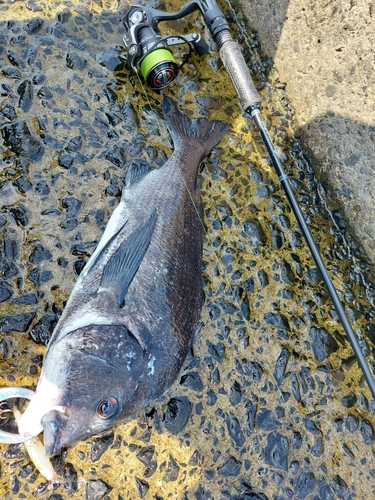 チヌの釣果