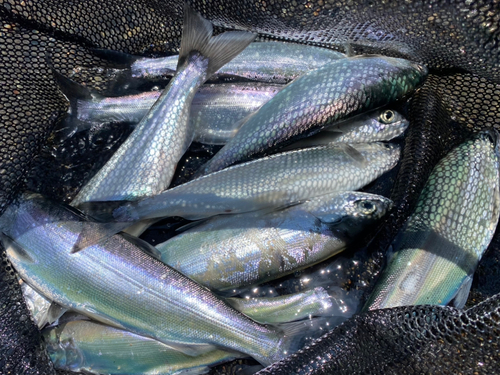 ヒメマスの釣果