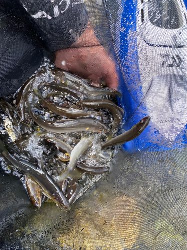 アユの釣果