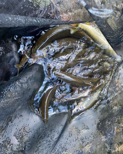 アユの釣果