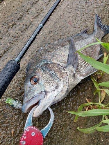 チヌの釣果