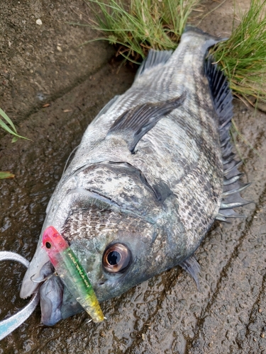 チヌの釣果