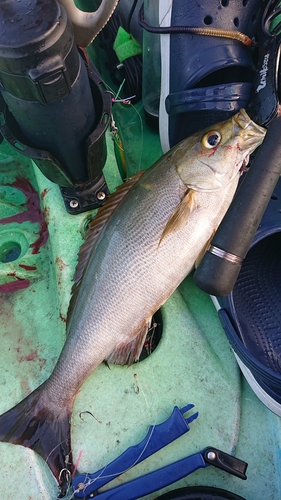 イサキの釣果