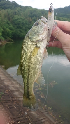 ブラックバスの釣果