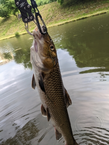 ニゴイの釣果