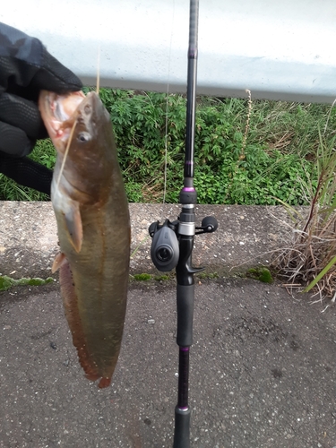 ナマズの釣果