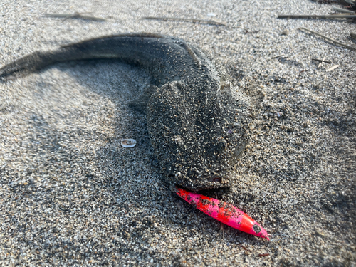 マゴチの釣果