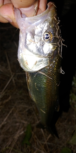 ハスの釣果