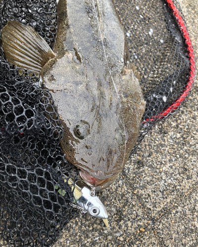 マゴチの釣果