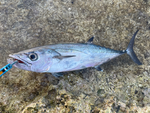 イソマグロの釣果