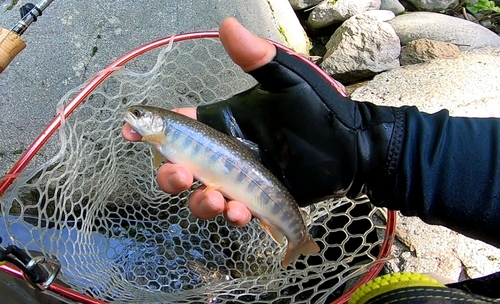 オショロコマの釣果