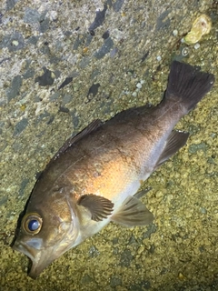 メバルの釣果