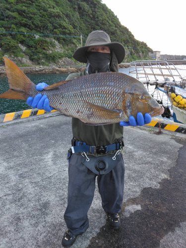 ハマフエフキダイの釣果