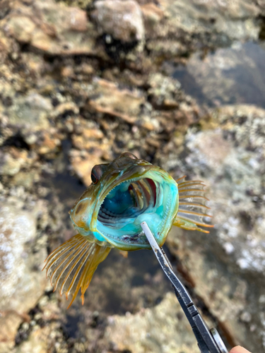 アナハゼの釣果