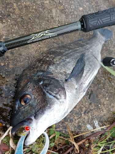 チヌの釣果