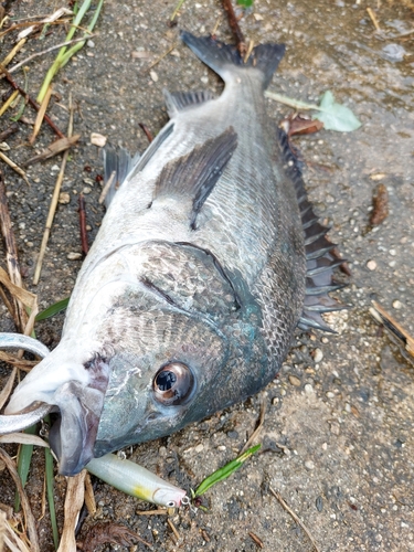 チヌの釣果