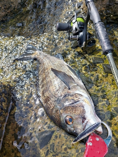 チヌの釣果