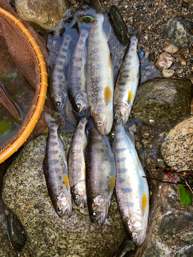 アマゴの釣果