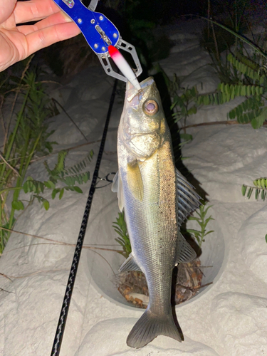 フッコ（マルスズキ）の釣果