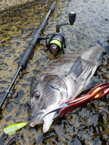 チヌの釣果