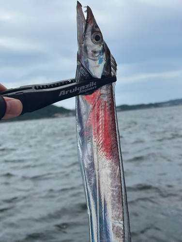 タチウオの釣果