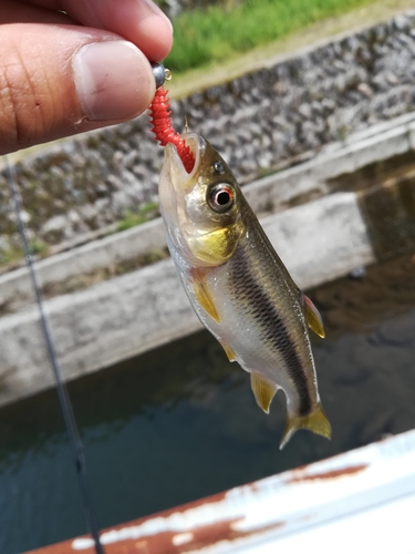 カワムツの釣果