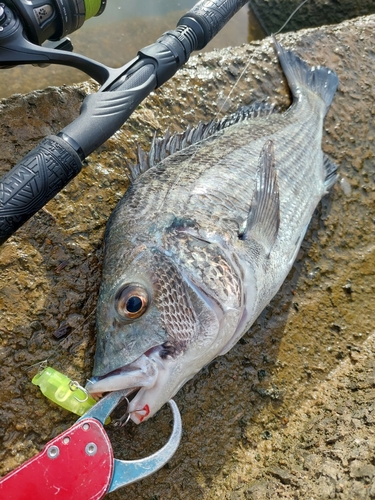 チヌの釣果