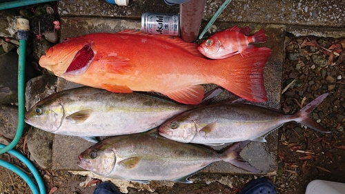 スジアラの釣果