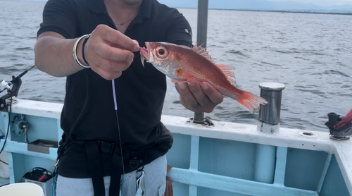 アカムツの釣果