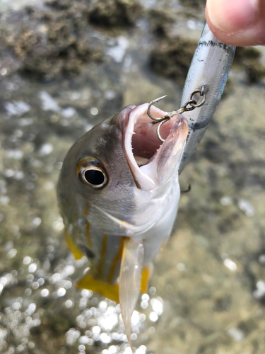 ニセクロホシフエダイの釣果