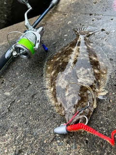 ヒラメの釣果