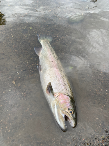 ニジマスの釣果