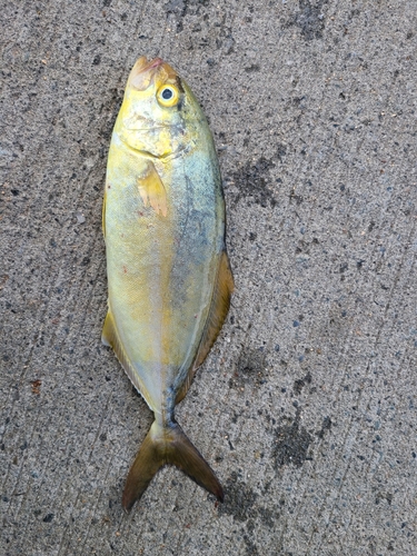 ショゴの釣果