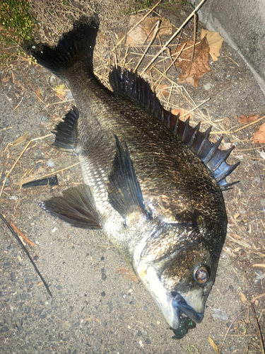 チヌの釣果