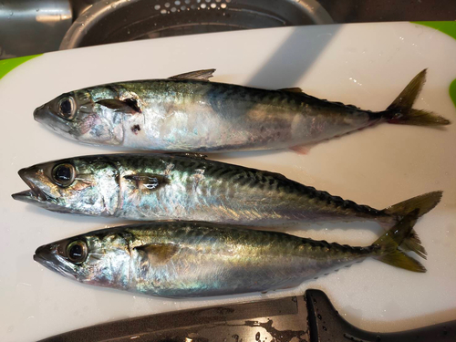 サバの釣果