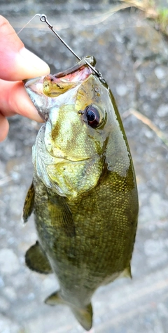 スモールマウスバスの釣果