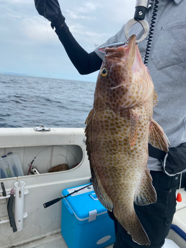 オオモンハタの釣果